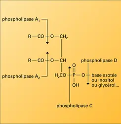 Catabolisme des phosphoglycérides - crédits : Encyclopædia Universalis France