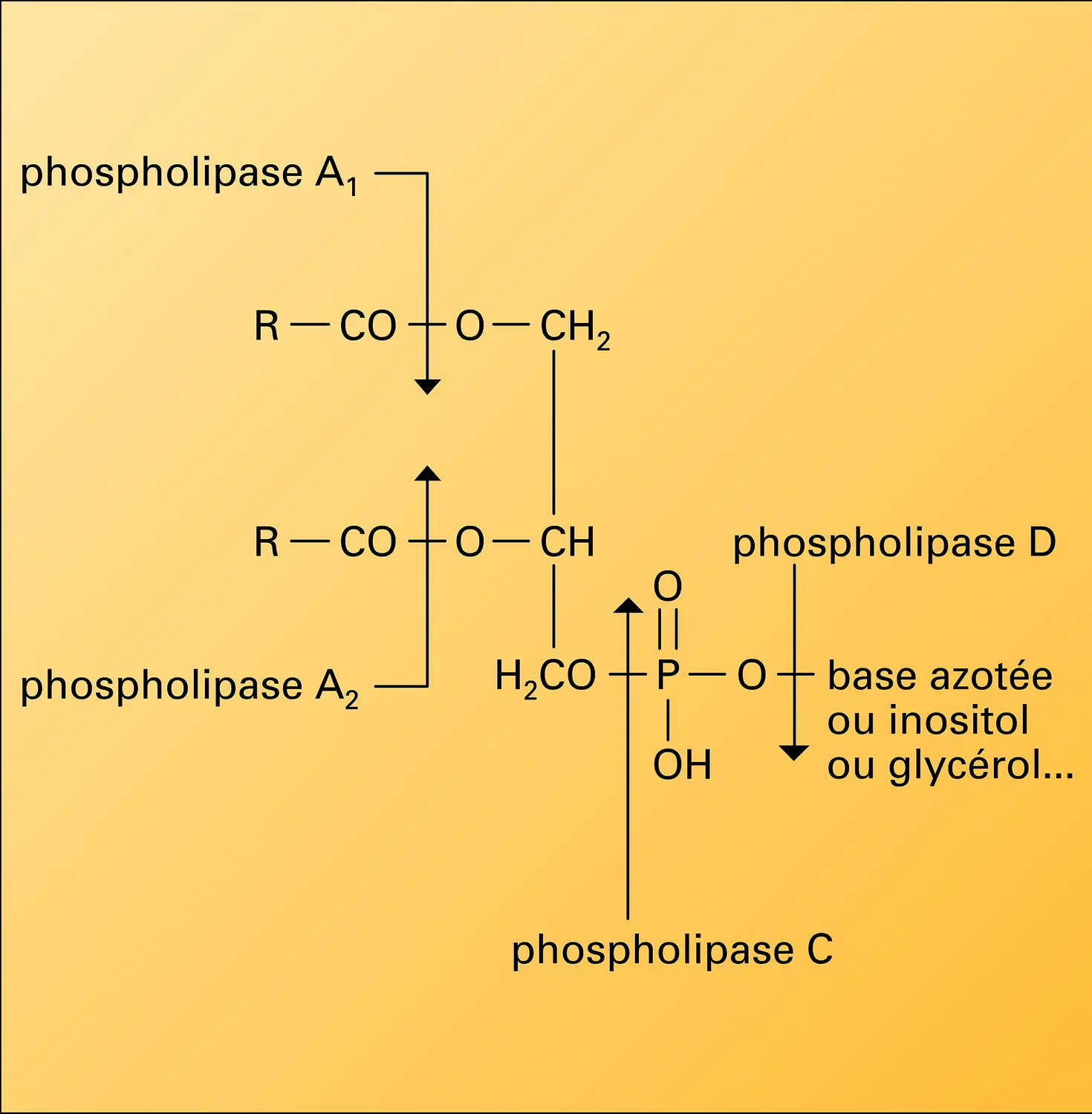 Catabolisme des phosphoglycérides