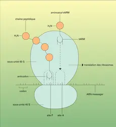 Synthèse des protéines sur les ribosomes - crédits : Encyclopædia Universalis France