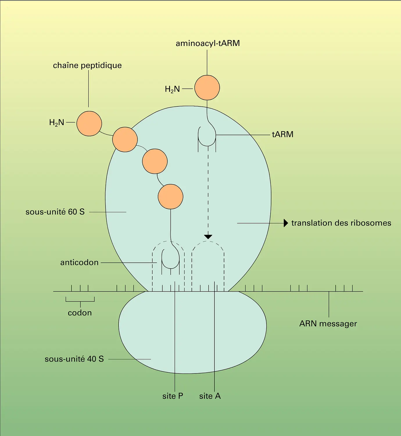 Synthèse des protéines sur les ribosomes