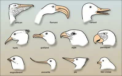 Formes de bec - crédits : Encyclopædia Universalis France