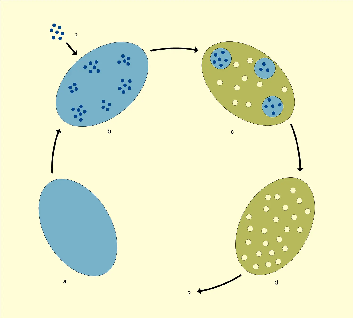 Plaquette vitelline : évolution et dégradation