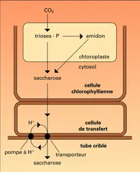 Charge du phloème et sa régulation - crédits : Encyclopædia Universalis France