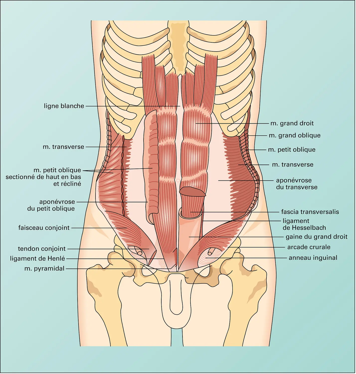 Paroi abdominale (face)