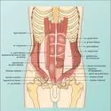 Paroi abdominale (face) - crédits : Encyclopædia Universalis France