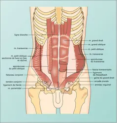 Paroi abdominale (face) - crédits : Encyclopædia Universalis France