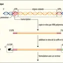 Production d’ARNm thérapeutiques - crédits : Encyclopædia Universalis France