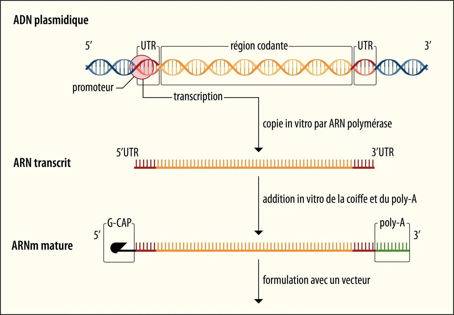 Production d’ARNm thérapeutiques