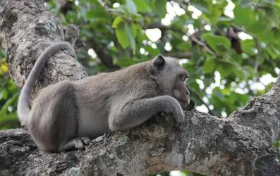 Macaque crabier (<it>Macaca fascicularis</it>) - crédits : Yves Gautier