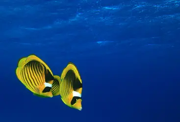 Poissons-papillons (Chaetodon fasciatus), mer Rouge - crédits : R. Carey/ Shutterstock