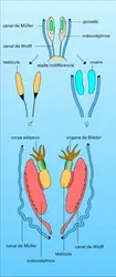 Organes génitaux : différenciation - crédits : Encyclopædia Universalis France