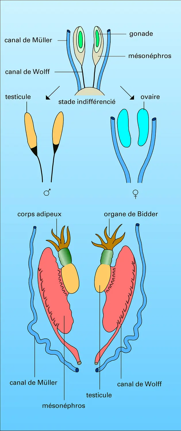 Organes génitaux : différenciation