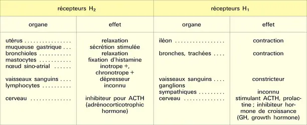 Action de l'histamine - crédits : Encyclopædia Universalis France