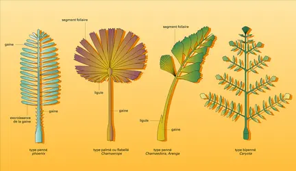 Feuilles - crédits : Encyclopædia Universalis France