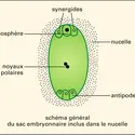 Sac embryonnaire (1) - crédits : Encyclopædia Universalis France