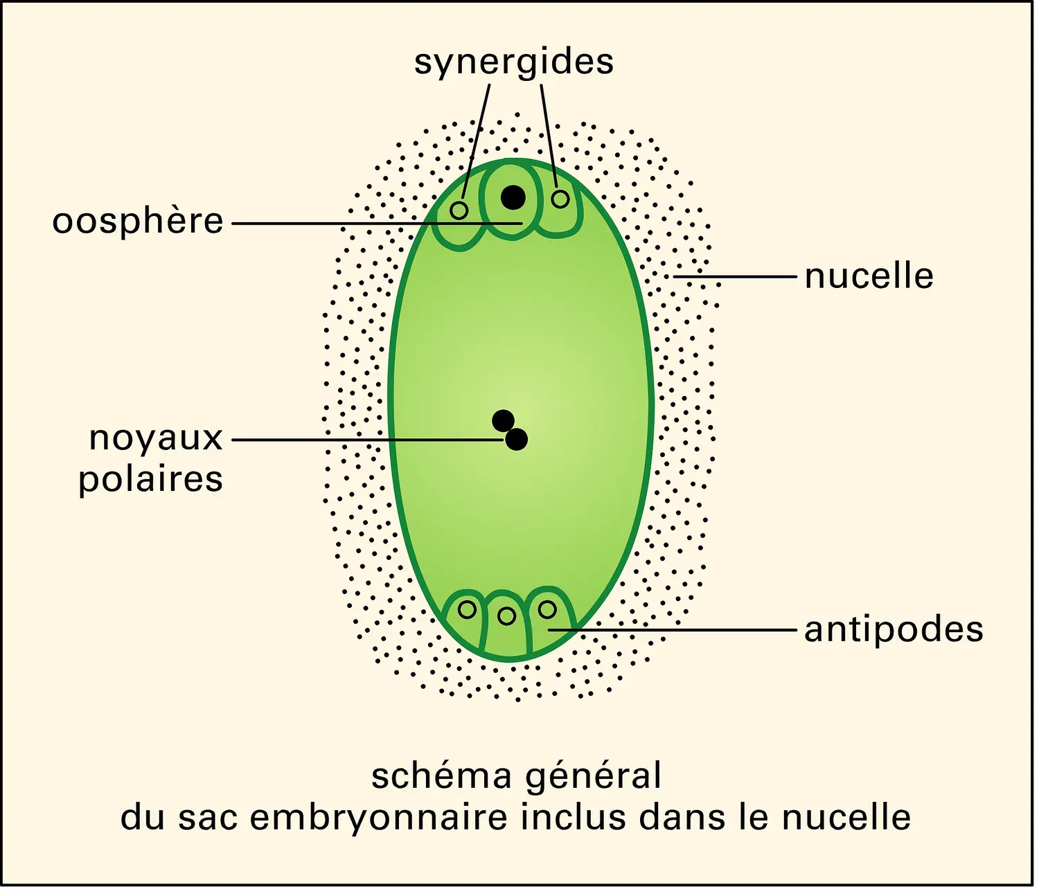 Sac embryonnaire (1)