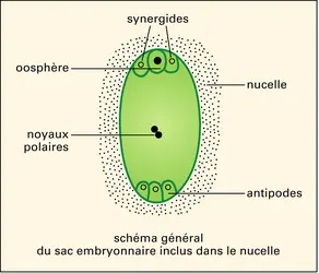 Sac embryonnaire (1) - crédits : Encyclopædia Universalis France