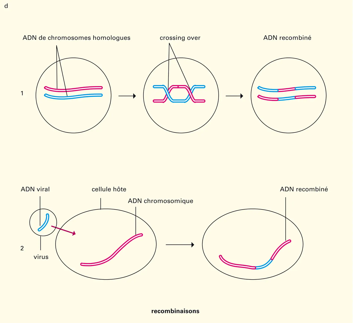 Cellule : modifications de l'information - vue 4