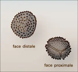 Anthocérotales : spores - crédits : Encyclopædia Universalis France