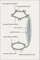 Système hémal - crédits : Encyclopædia Universalis France