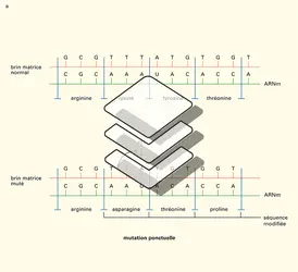 Cellule : modifications de l'information - crédits : Encyclopædia Universalis France