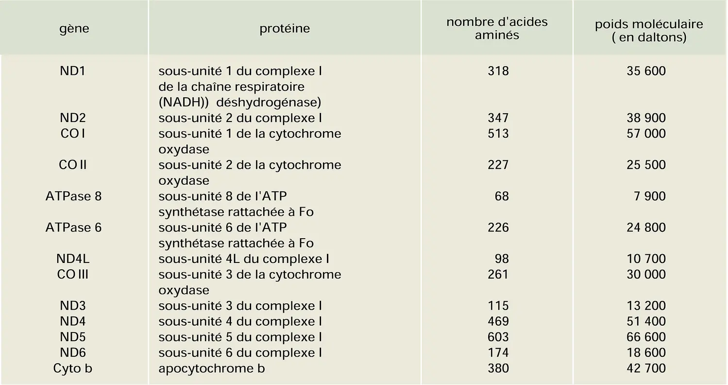 Gène-protéine correspondances chez l'humain