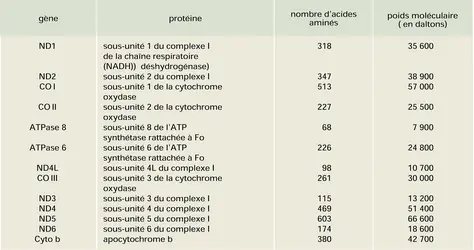 Gène-protéine correspondances chez l'humain - crédits : Encyclopædia Universalis France