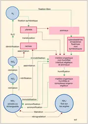 Sols : cycle de l'azote - crédits : Encyclopædia Universalis France
