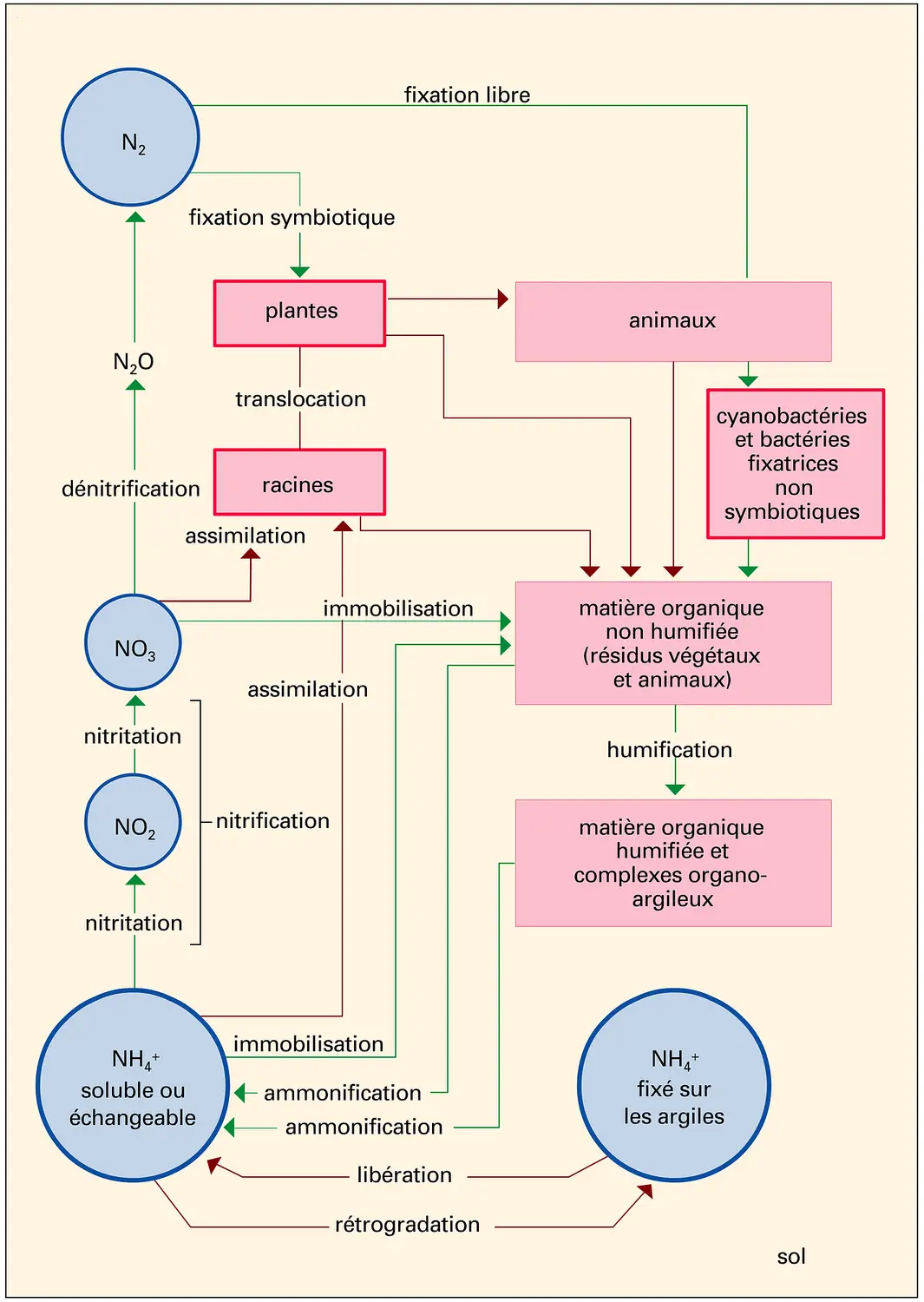 Sols : cycle de l'azote