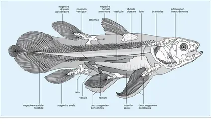 Cœlacanthe : squelette et viscères - crédits : Encyclopædia Universalis France