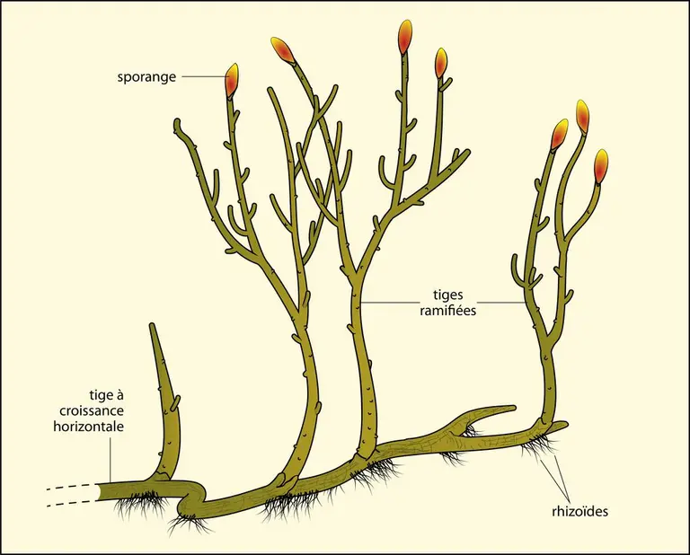 Reconstitution de l’une des premières trachéophytes