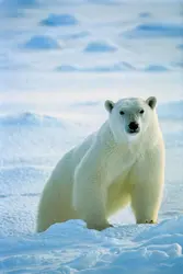 Ours polaire, Canada - crédits : Daniel J. Cox/ The Image Bank/ Getty Images