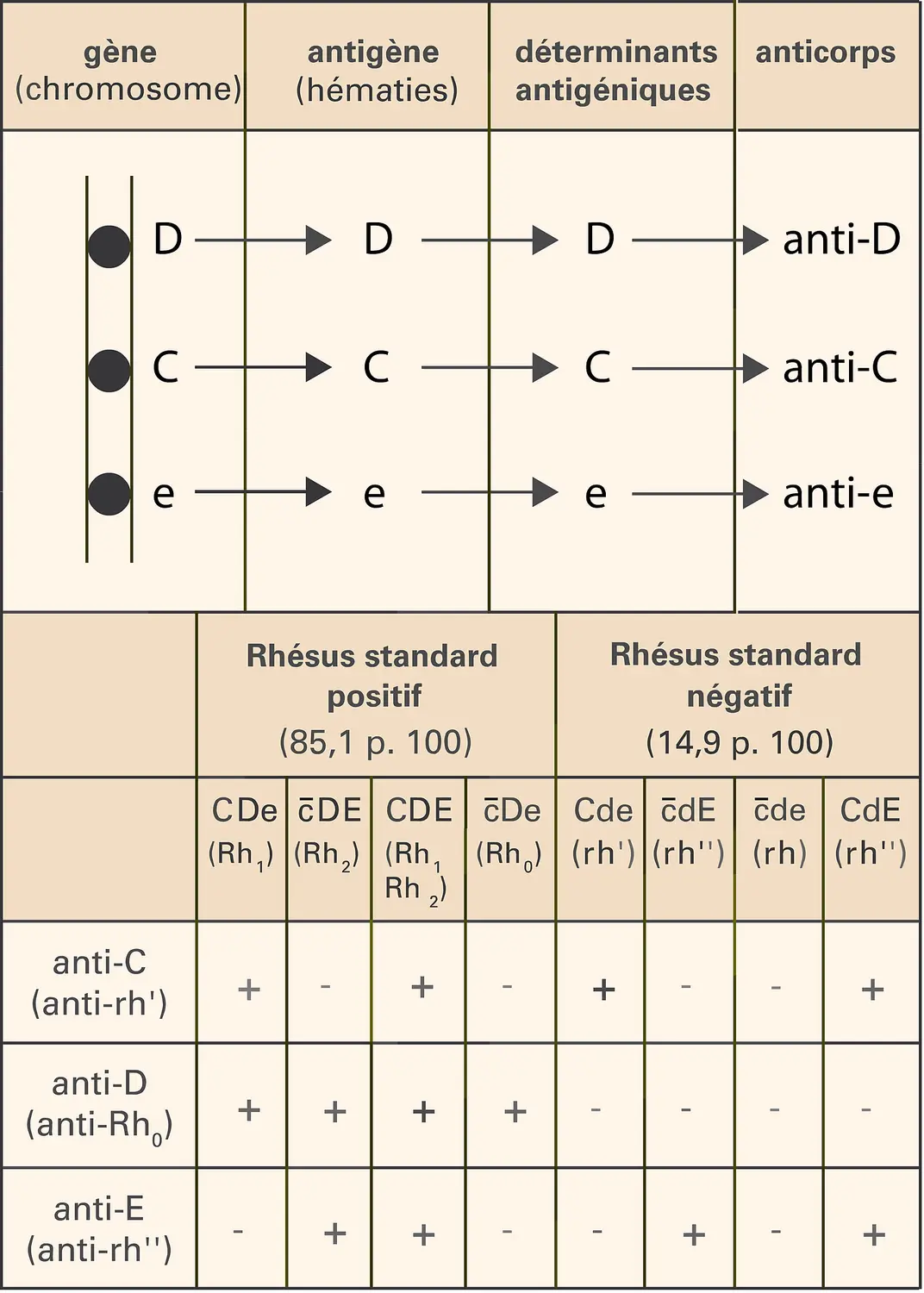 Sang: système Rh