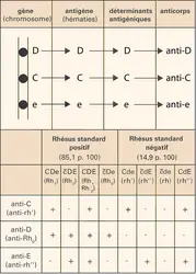 Sang: système Rh - crédits : Encyclopædia Universalis France