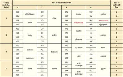 Code génétique - crédits : Encyclopædia Universalis France