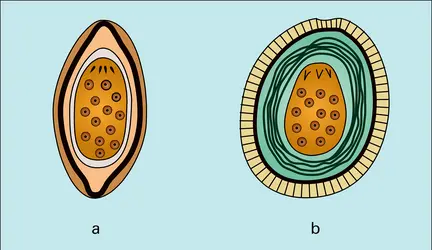 Acanthocéphales : œufs - crédits : Encyclopædia Universalis France