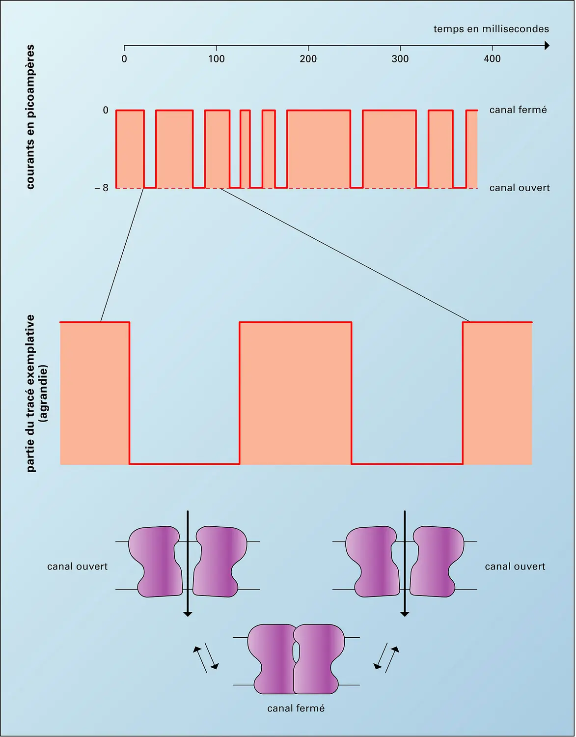 Conformations ouvertes et fermées. Des canaux membranaires