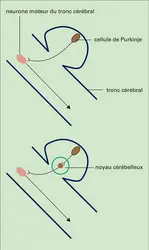 Noyau cérébelleux - crédits : Encyclopædia Universalis France