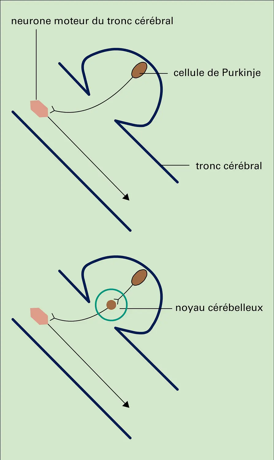 Noyau cérébelleux