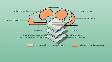 Neurocrâne de Vertébré - crédits : Encyclopædia Universalis France