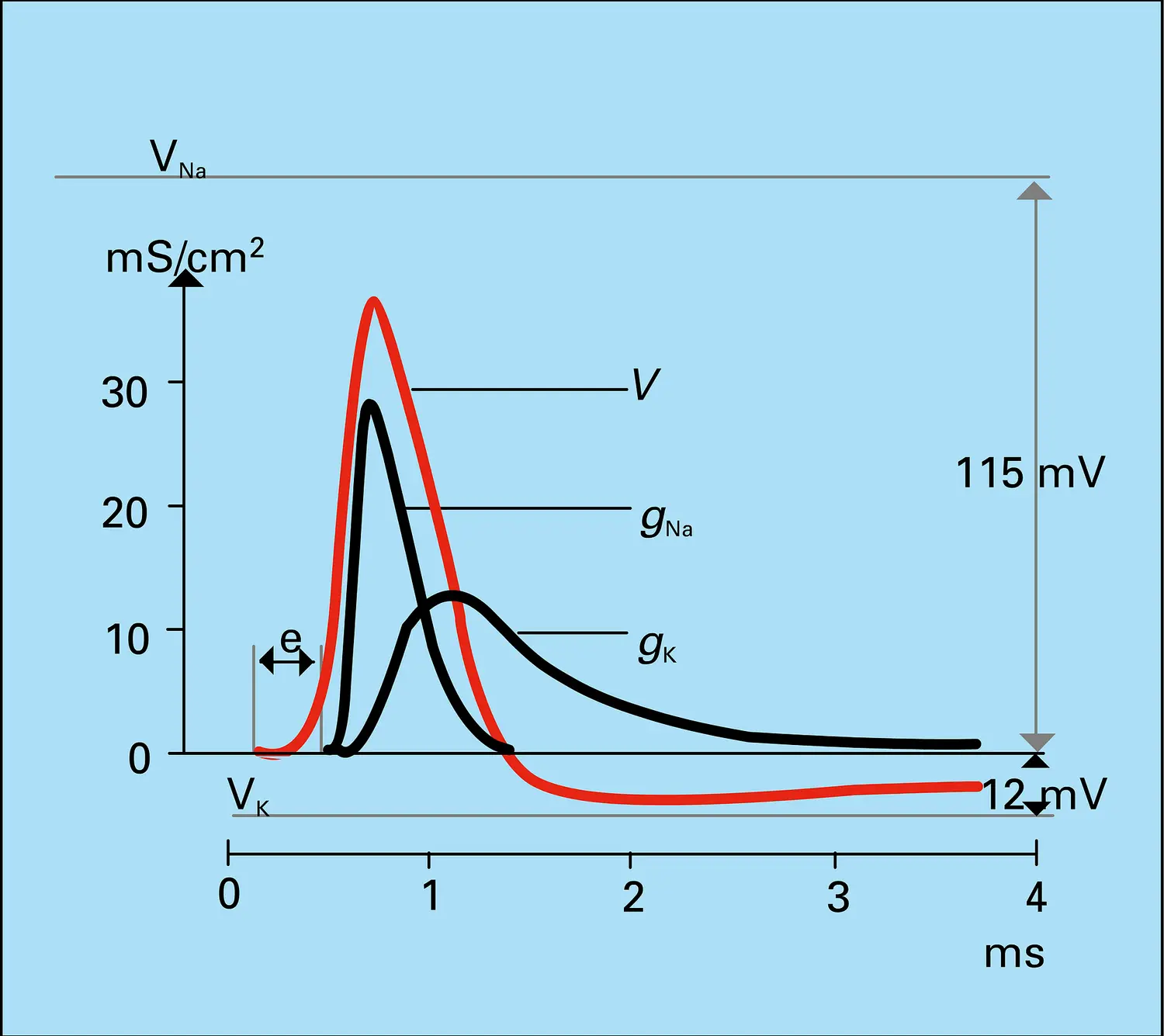 Conductance sodique et potassique