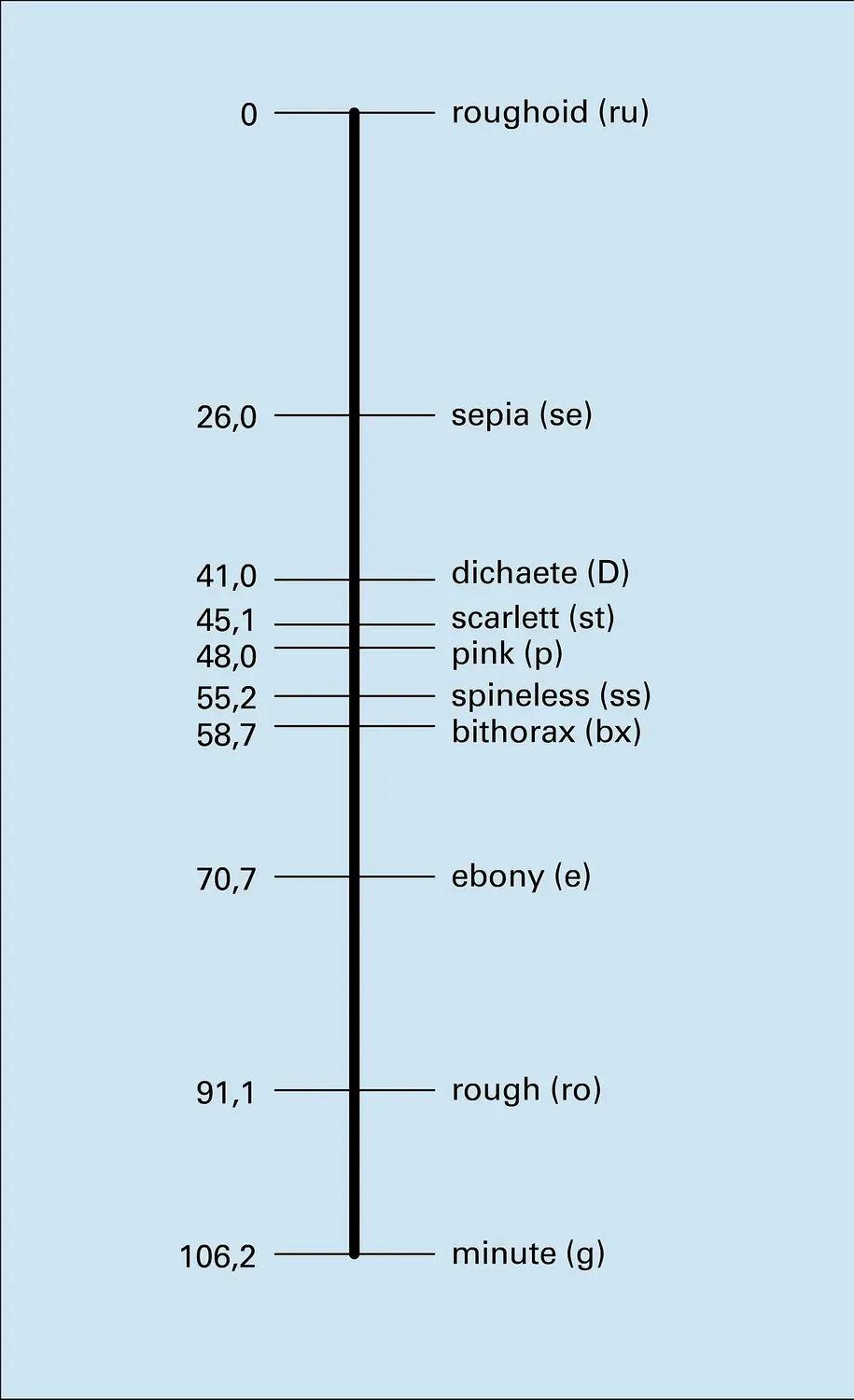 Drosophila melanogaster : troisième chromosome