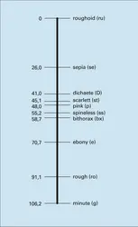 Drosophila melanogaster : troisième chromosome - crédits : Encyclopædia Universalis France