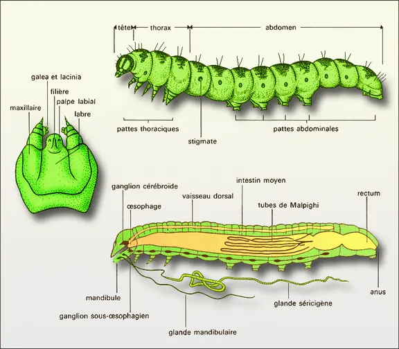 Chenille : anatomie