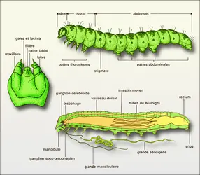 Chenille : anatomie - crédits : Encyclopædia Universalis France