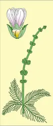Myriophyllum - crédits : Encyclopædia Universalis France