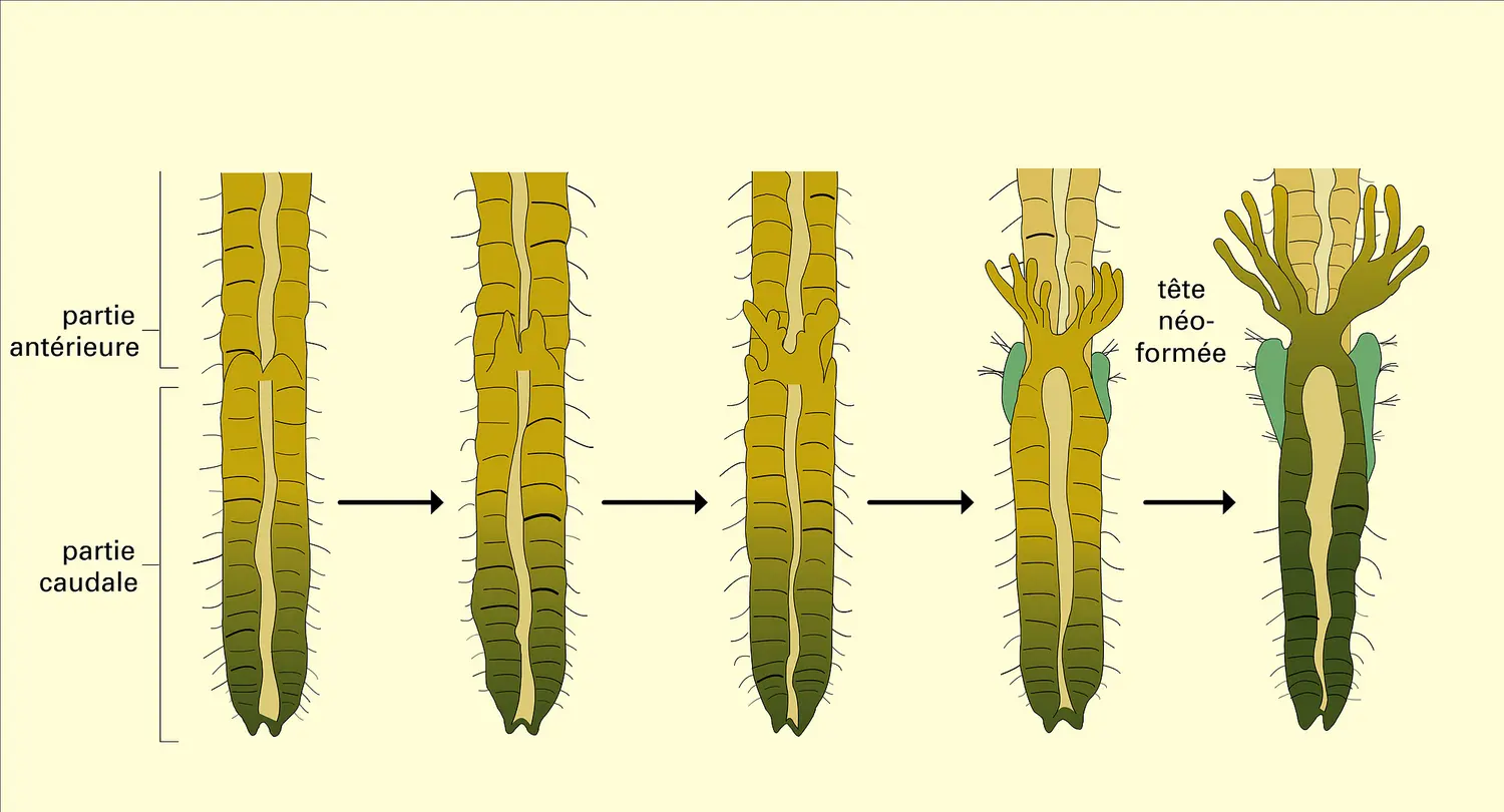 Salmacina : schizogenèse