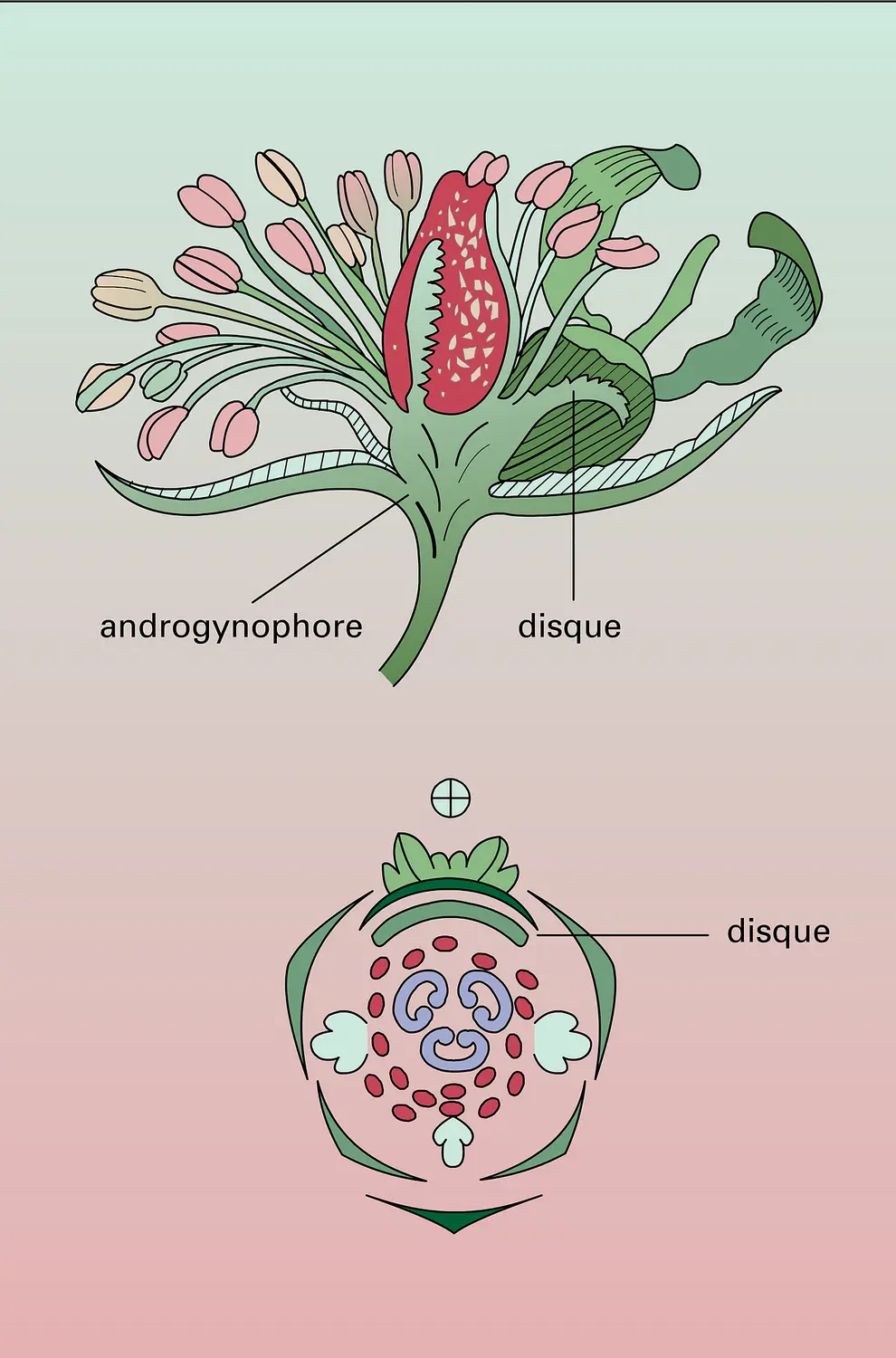 Reseda lutea