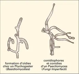Spores asexuées - crédits : Encyclopædia Universalis France