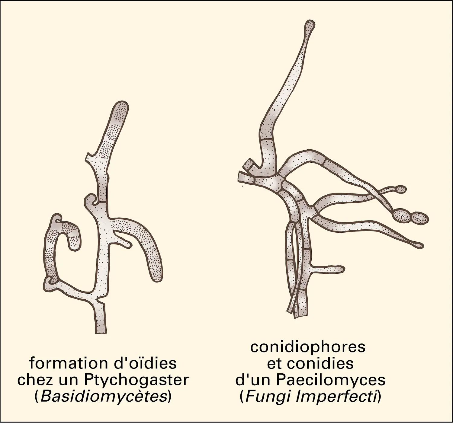 Spores asexuées